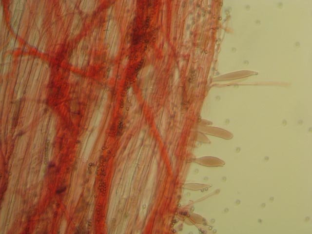 Pluteus podospileus Sacc. & Cub.